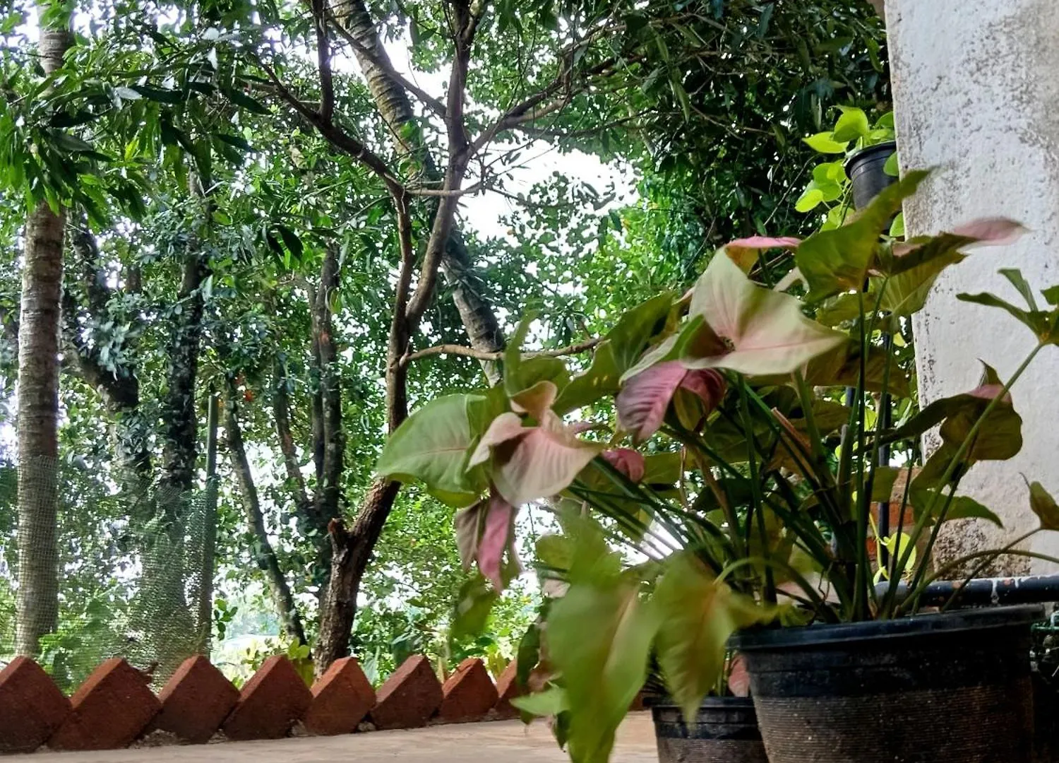 Fly Infinity - Home Stay Kandy Homestay